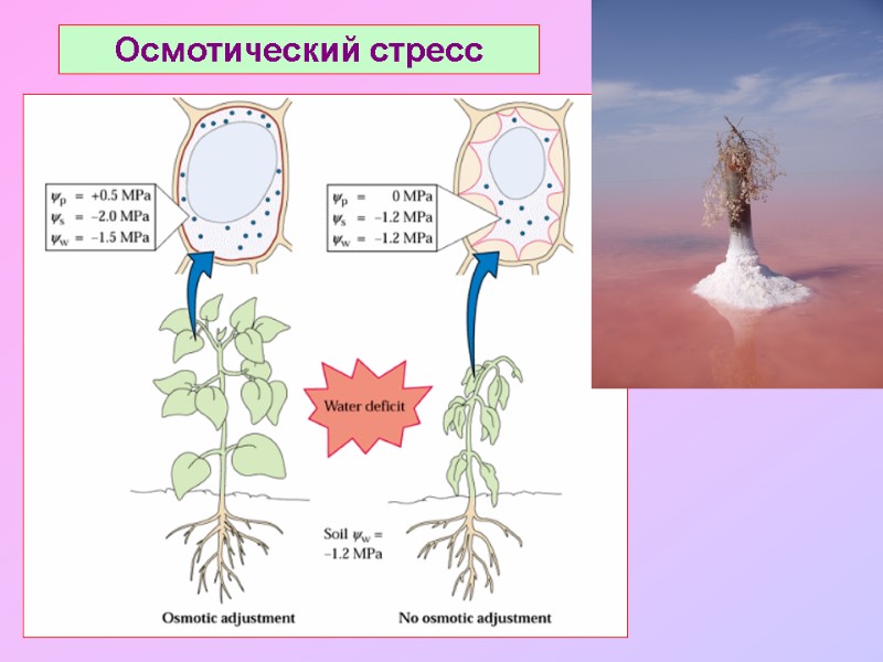 Осмотический стресс